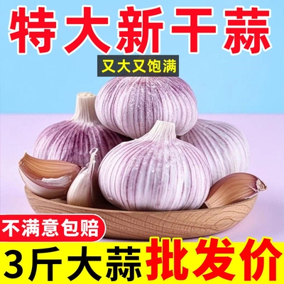 【大甩卖】山东紫皮大蒜头整箱新干蒜新鲜大蒜头特大果火锅料理