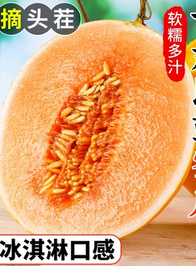 正宗黄河蜜瓜沙漠黄金脆香瓜现摘当季新鲜水果冰糖甜香瓜红白肉