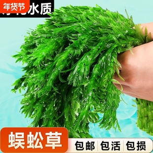 蜈蚣草水草植物养龟鱼缸造景鱼草缸净水绿植新手养鱼绿菊后景草