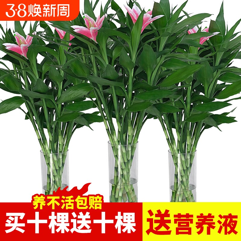 富贵竹水培植物观音竹室内水养带根客厅绿植花卉绿萝盆栽真花摆放