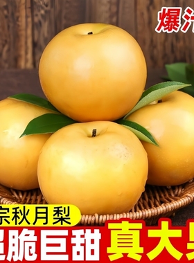 河南秋月梨高桩圆润果形规整脆嫩细腻新鲜时令水果量大价优