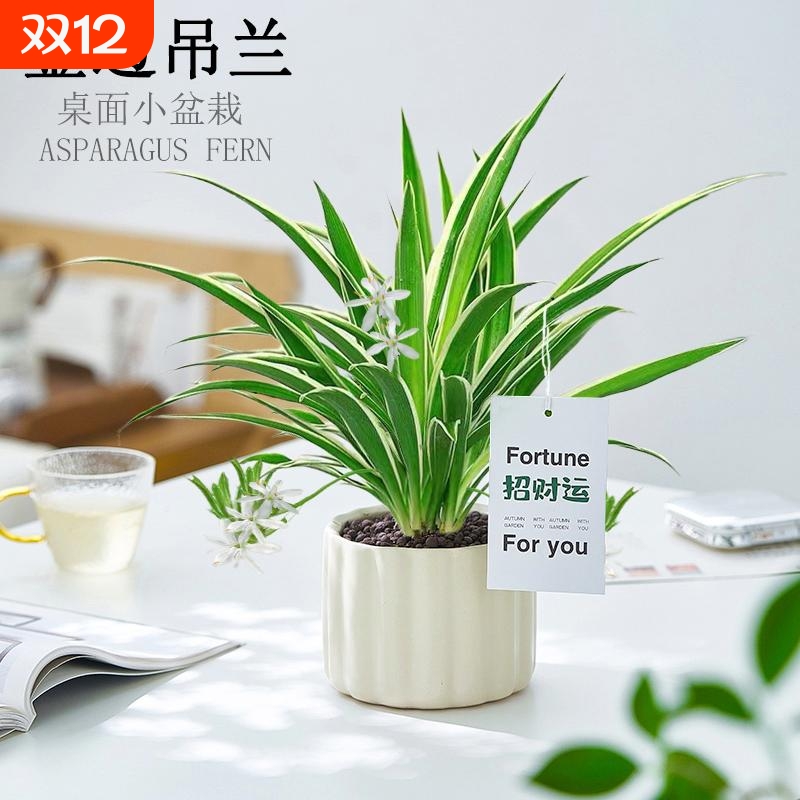 金边吊兰盆栽招财绿植室内净化