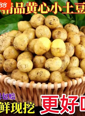 河南小土豆新鲜洋芋迷你黄心土豆马铃薯蔬菜