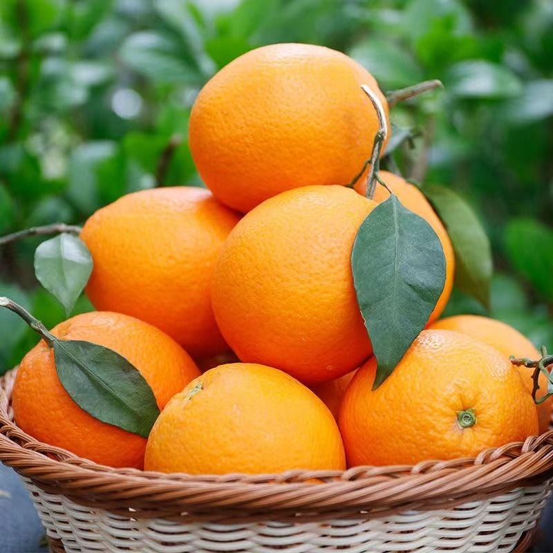湖北伦晚脐橙10斤大果新鲜橙子当季水果冰糖5斤果冻春橙秭归夏橙