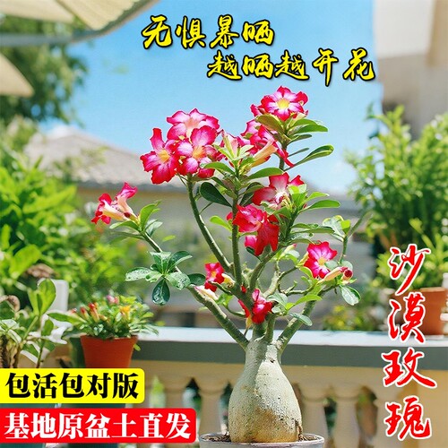精品沙漠玫瑰重瓣盆栽夏季开花