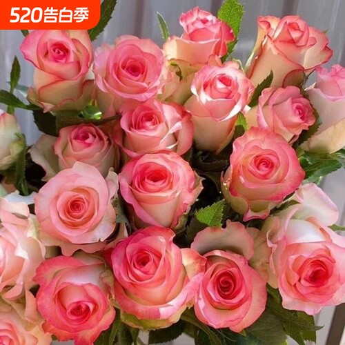 玫瑰花苗四季开花特大浓香型月季老桩阳台庭院种植耐寒彩云扦插