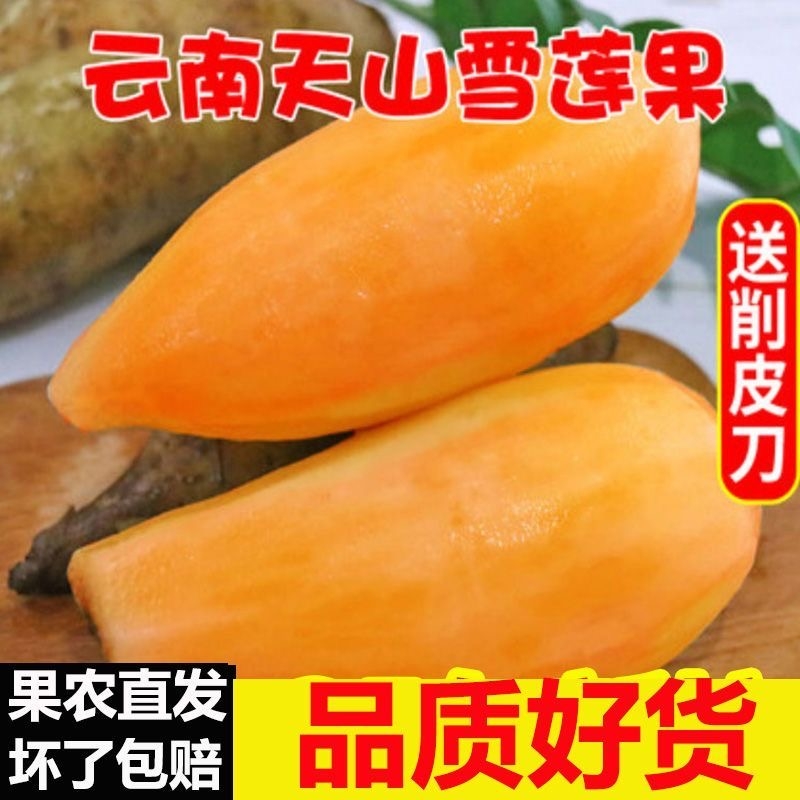 【甄选】云南天山雪莲果新鲜水果现挖现发黄心脆甜雪莲果整箱产地