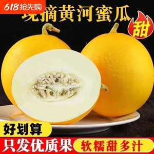 正宗陕西黄河蜜瓜新鲜当季孕妇水果现摘黄金香瓜甜瓜甜瓜新鲜包邮