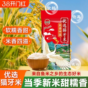 猫牙米新米大米超长粒香米软糯猫牙丝苗米原生态农家米煲仔饭晚稻