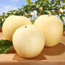 皇冠梨3斤 新鲜现摘坏单包赔 4.5斤可选乳白果皮脆甜可口当季