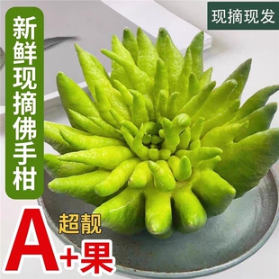 云南佛手柑鲜果新鲜现摘观赏果天然香薰闻香清供摆件招财可食用果