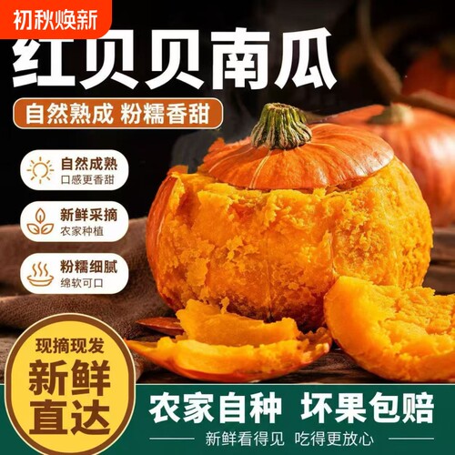 正宗红贝贝南瓜板栗味小南瓜粉糯香甜现摘现发宝宝辅食整箱批发