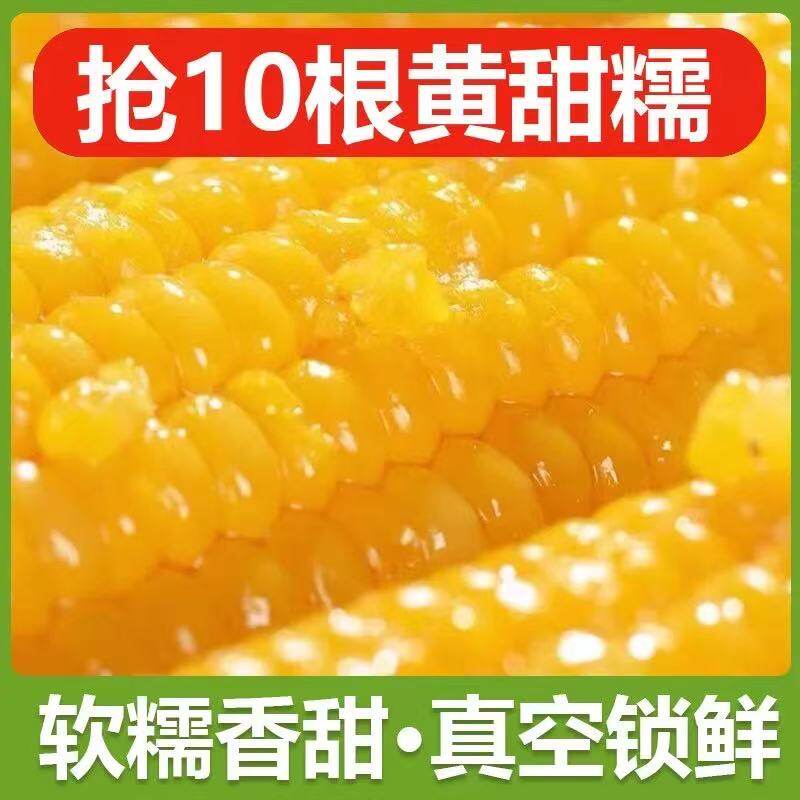 正宗东北粘糯玉米粘苞米粘糯新鲜真空黄糯玉米甜粘玉米粗粮健康