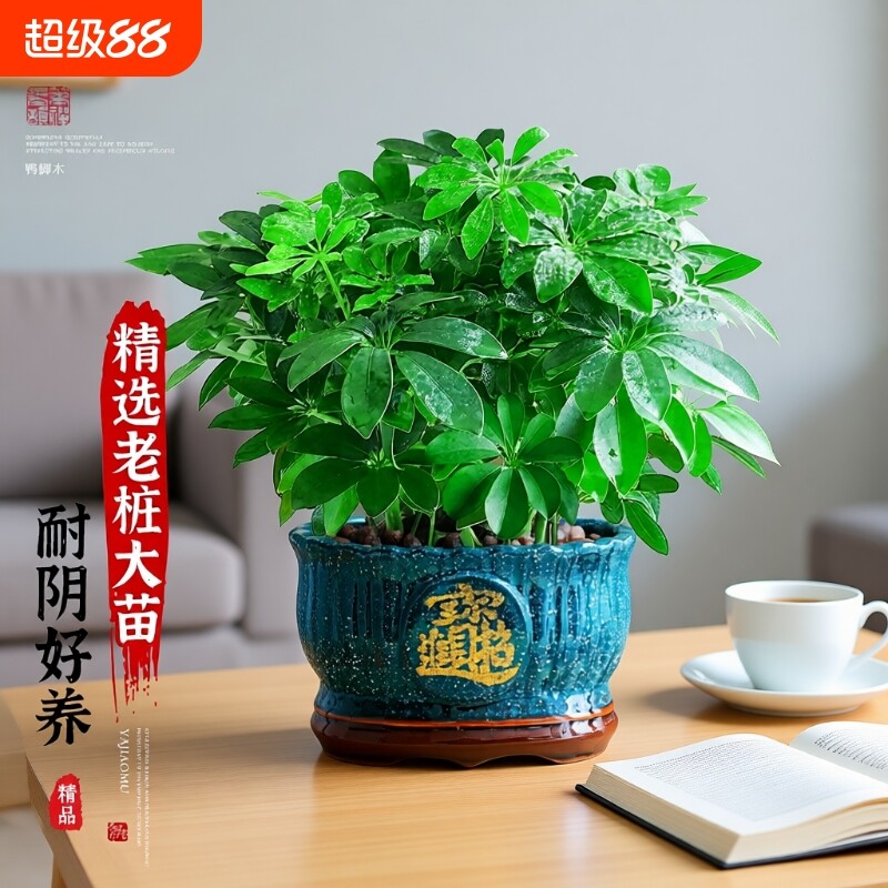 八方来财鸭脚木盆栽植物室内外绿植净化空气发财树客厅招财老桩