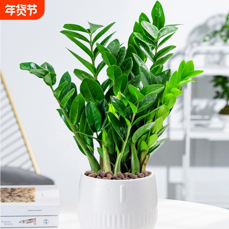 金钱树盆栽植物室内花卉客厅四季常青好养绿植大摇钱串子小发财树,鲜花速递/花卉仿真/绿植园艺,大型绿植/成品组合盆栽,淘宝优惠券,粉丝福利购,淘宝优惠卷