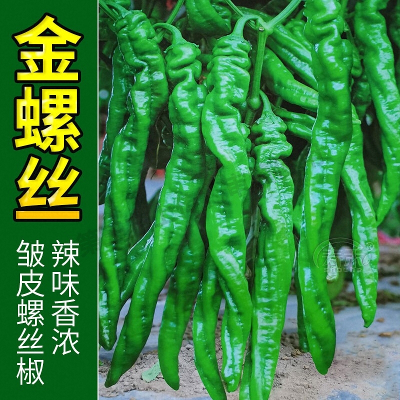 螺丝椒辣椒苗二荆条广东老品种秧苗带土批发秋季不辣线椒新鲜种植