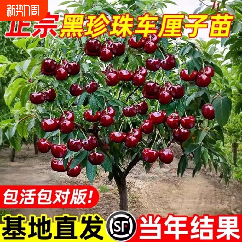 正宗四川车厘子树苗大樱桃树苗果树果苗嫁接矮化水果树南方北盆栽
