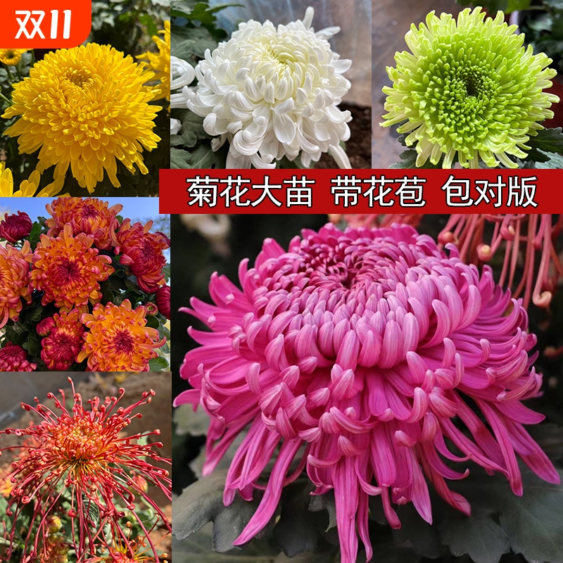 菊花苗大花盆栽带花苞室内外庭院阳台花卉绿植物多年生荷兰菊秋菊