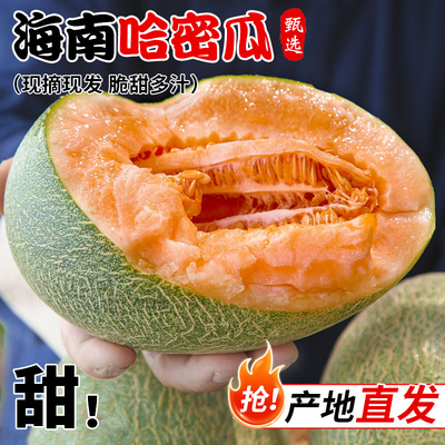 海南西州蜜哈密瓜完全熟