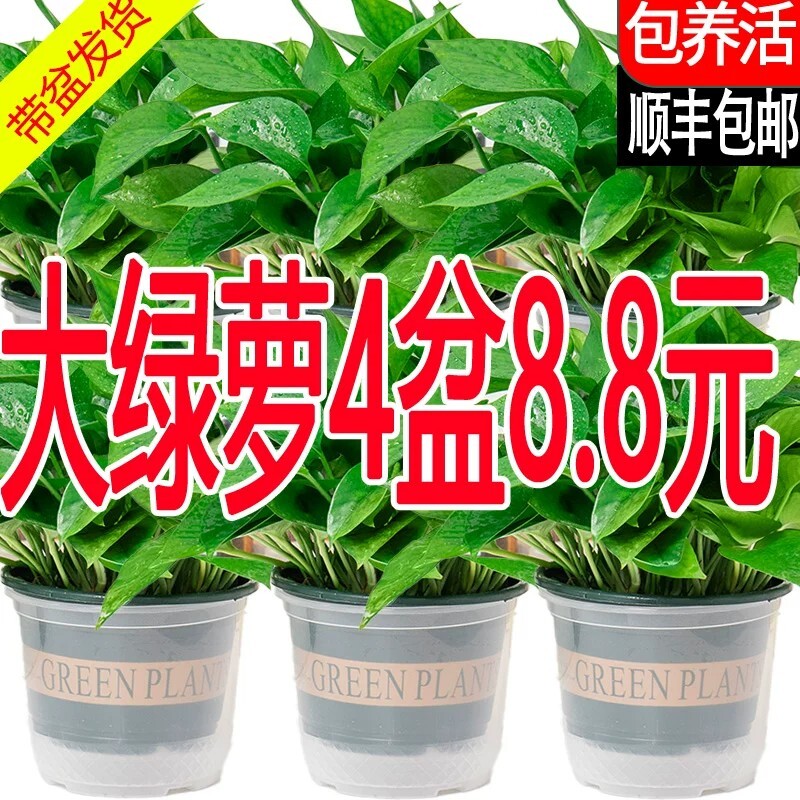新房绿萝盆栽室内客厅绿植花卉家用净化空气长藤绿箩植物室内吊兰