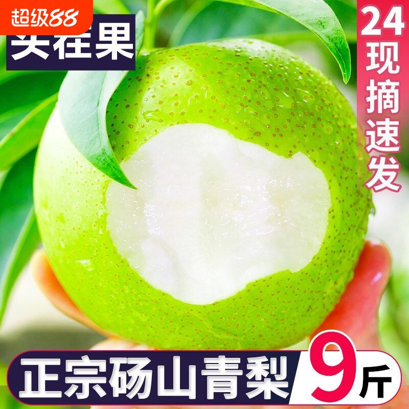 正宗砀山青皮蜜梨现摘脆甜多汁图片