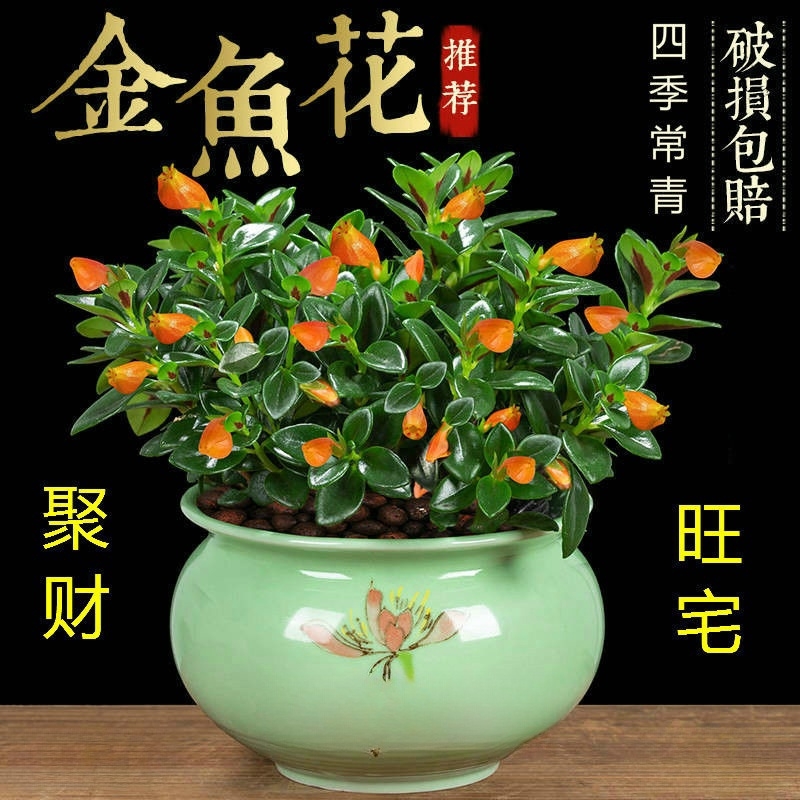 四季常青金鱼花吊兰盆栽室内绿植花卉多肉植物绿萝好养客厅植物花