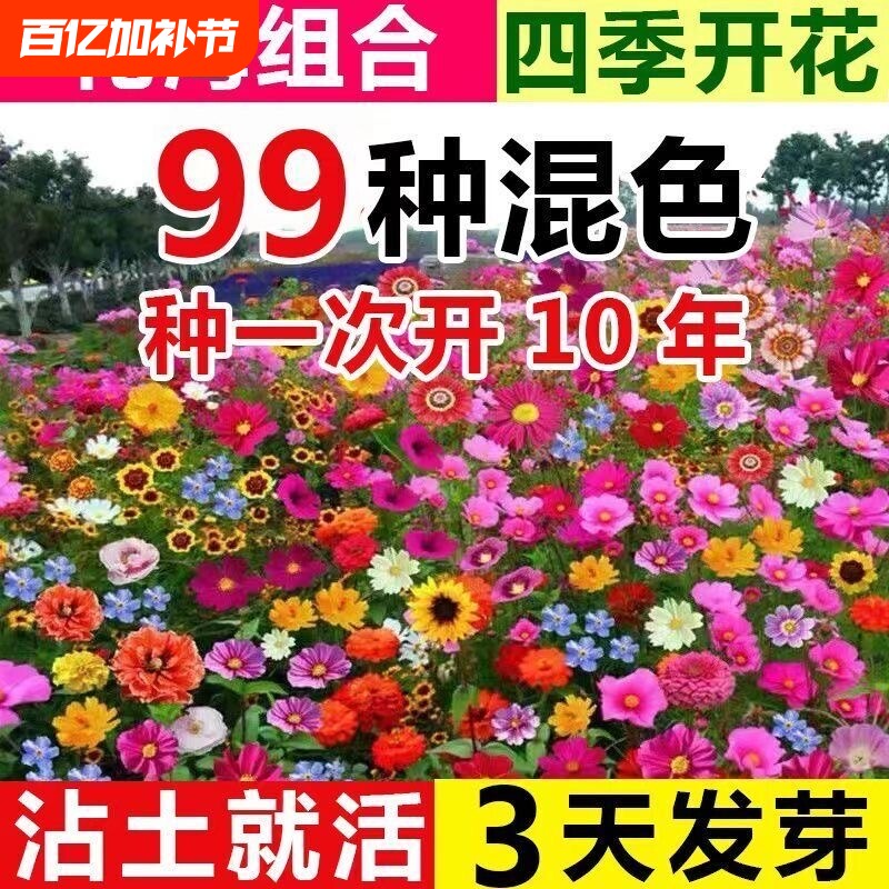 野花组合花种子除虫菊花种籽四季播种室外庭院阳台开花花卉种籽子