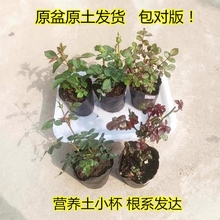 月季花苗花对版开花灌木花卉果汁金丝雀扦插小苗盆栽高阳台浓香