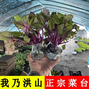 耐寒红菜苔苗青菜苔带土优质秧苗十月红红菜苔秋冬蔬菜秧苗