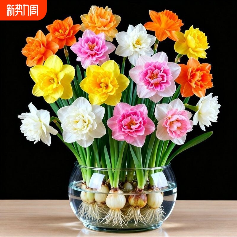 洋水仙花水养盆栽四季开花卉植物室内花绿植水培懒人好养客厅土培