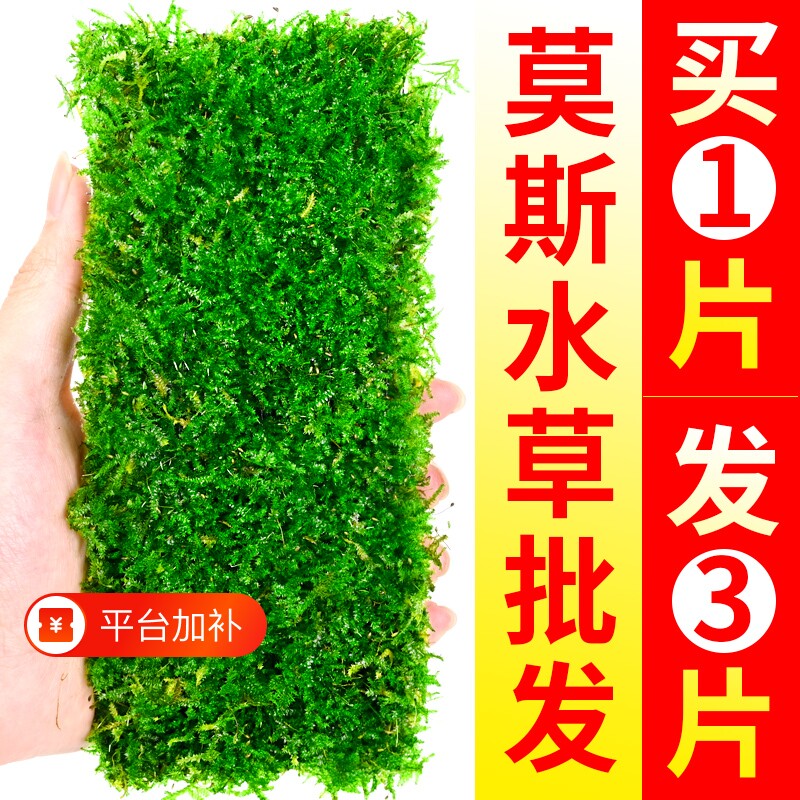 鱼缸莫斯水草植物活体慕斯片散装莫丝树球沉木大三角垂泪前景造景