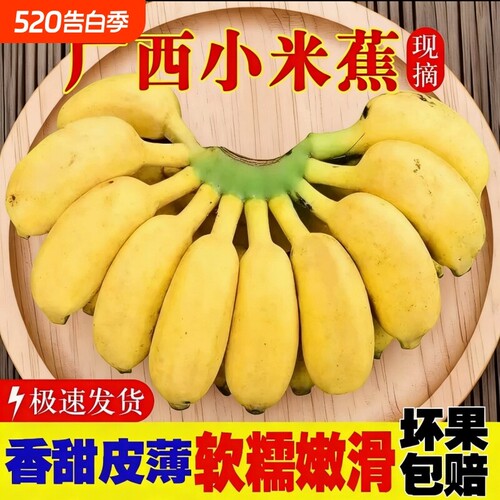 广西小米蕉苹果蕉香蕉新鲜水果当季整箱小香蕉芭蕉自然熟包邮批发