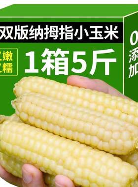 西双版纳香糯拇指小玉米云南玉米牛奶手指甜低脂健康粗粮糯米真空