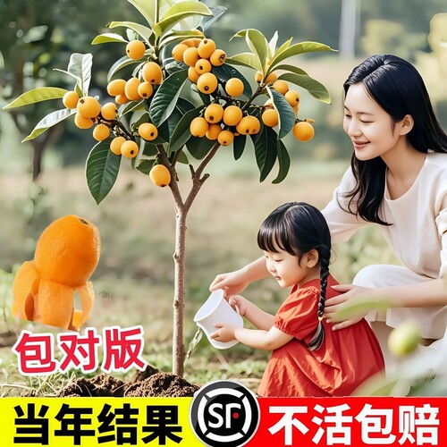 枇杷果苗无核砂糖枇杷苗无核枇杷树苗嫁接盆栽特大庭种植当年结果