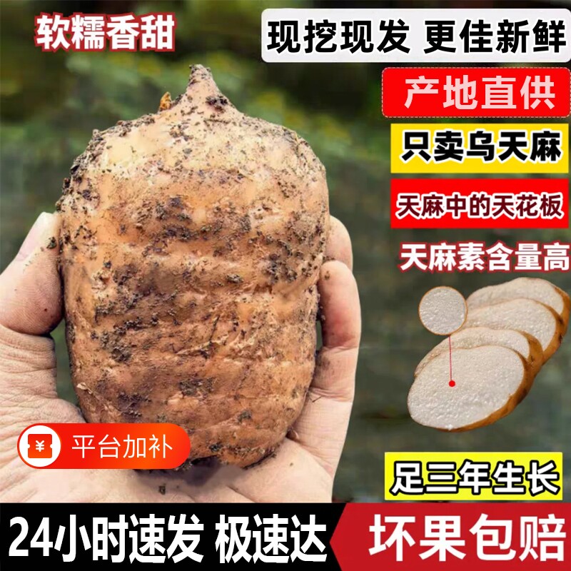 云南昭通小草坝新鲜天麻正宗乌天麻新货三年野外特级煲汤治头痛