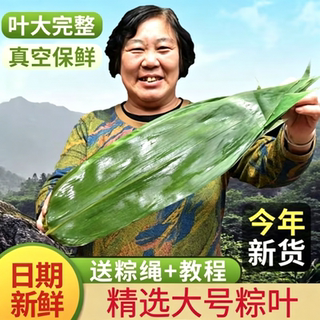 新鲜大号粽子叶大片棕子叶端午节包粽子专用粽叶清香耐煮现摘糯米