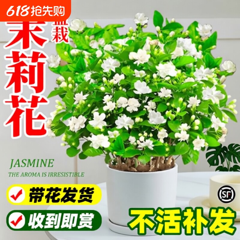 茉莉花盆栽阳台花卉带花苞老桩树苗驱蚊水培栀子花卉绿植室内好养