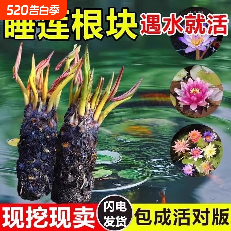 睡莲根四季种花池塘鱼缸耐寒耐热根块带花苞大花盆栽水培植物庭院