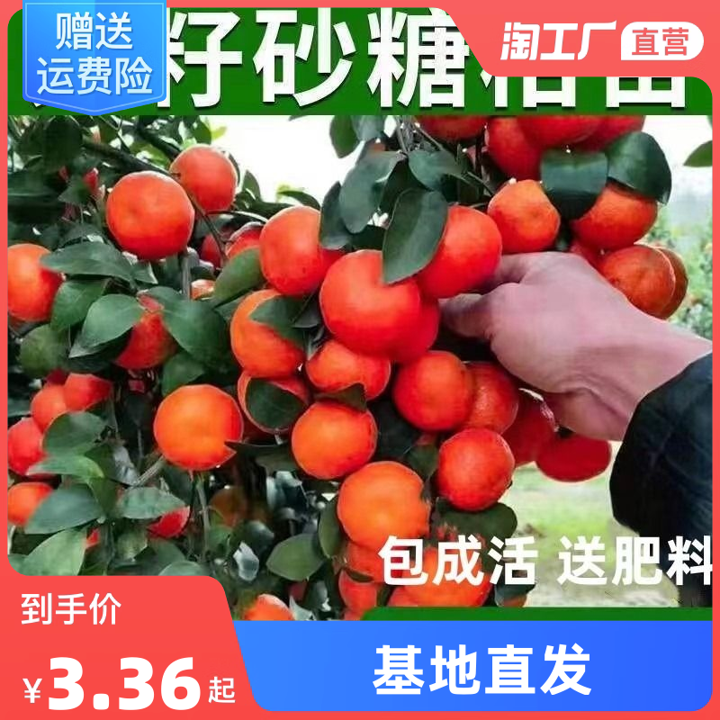 沙糖桔树苗南北方种植无核砂糖橘子嫁接桔子地栽当年结果特大无籽怎么样,好用不?