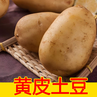 东北特产新鲜土豆马铃薯2025新挖 土豆黄心土豆软糯好吃发顺丰