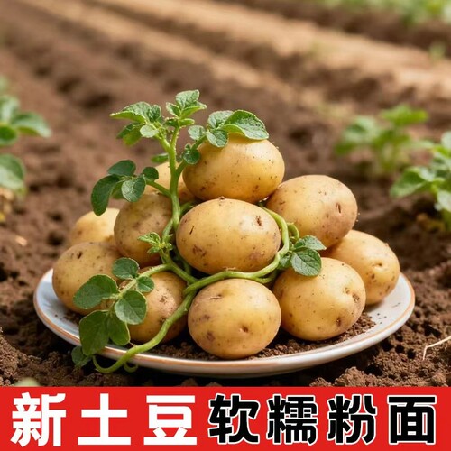 贵州毕节农家自种黄心土豆