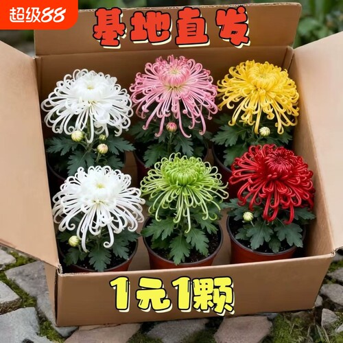 大菊花苗好养开花四季菊花苗盆栽重瓣九月大菊花盆栽阳台室内庭院