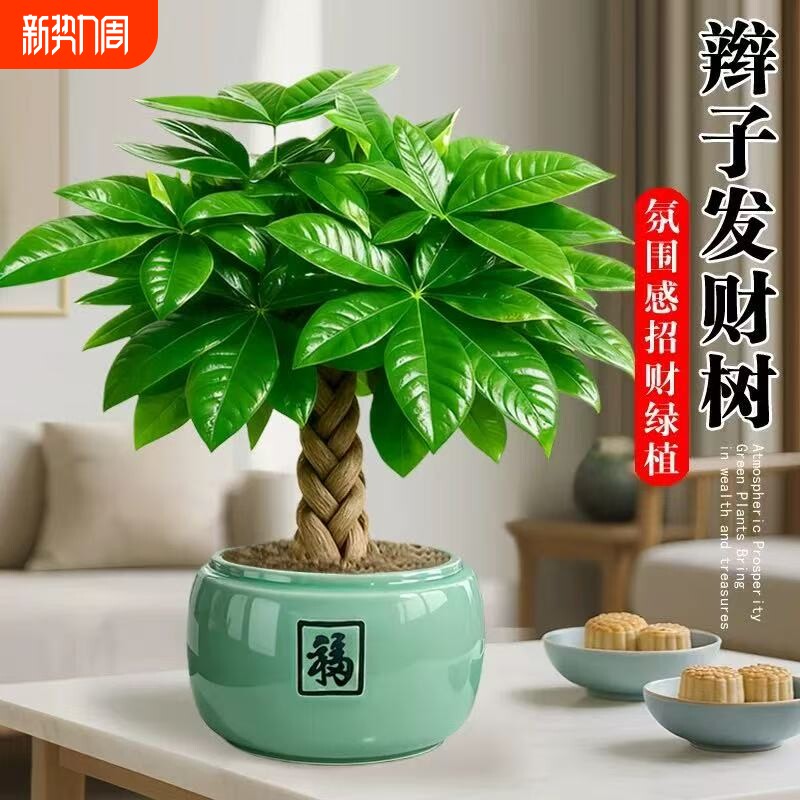 发财树盆栽招财旺宅桌面盆景四季办公室绿植室内客厅植物阳台氛围