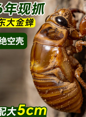知了猴金蝉新鲜活体冷冻2026批发现捕速冻蚕蝉蛹结了龟爬叉猴顺丰