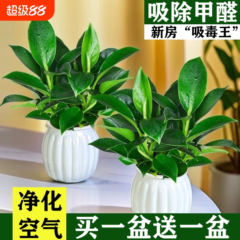 金钻盆栽绿萝箩室内植物花卉水培绿植好养客厅多肉新房吸除去甲醛