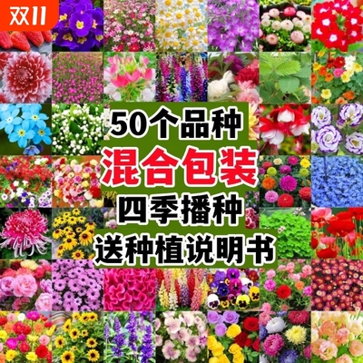 四季野花种子花种籽子小雏菊花卉百日草太阳花向日葵种孑重瓣