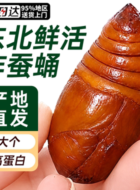 蚕蛹鲜活茧蛹生鲜新鲜食用蝉蛹美食高蛋白东北大蚕蛹特产