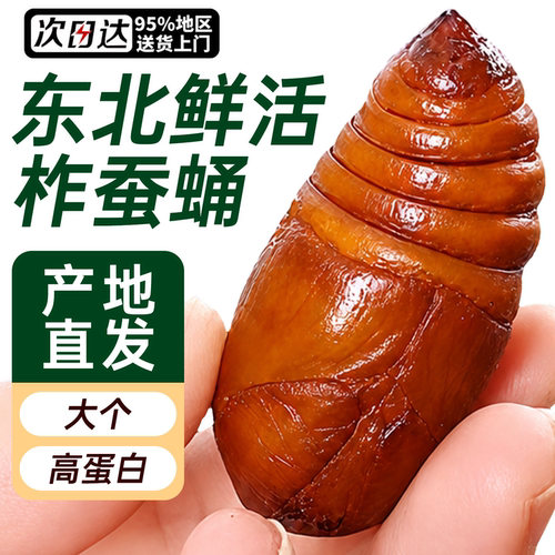 蚕蛹鲜活茧蛹生鲜新鲜食用蝉蛹美食高蛋白东北大蚕蛹特产
