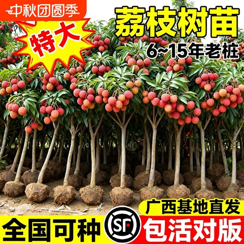 特大号荔枝树苗嫁接果树苗无核桂味庭院盆栽水果苗四季种植进奉