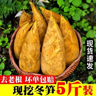 冬笋竹笋去老根黄泥冬笋新鲜现挖野生毛竹笋正宗农家鲜冬笋农家野